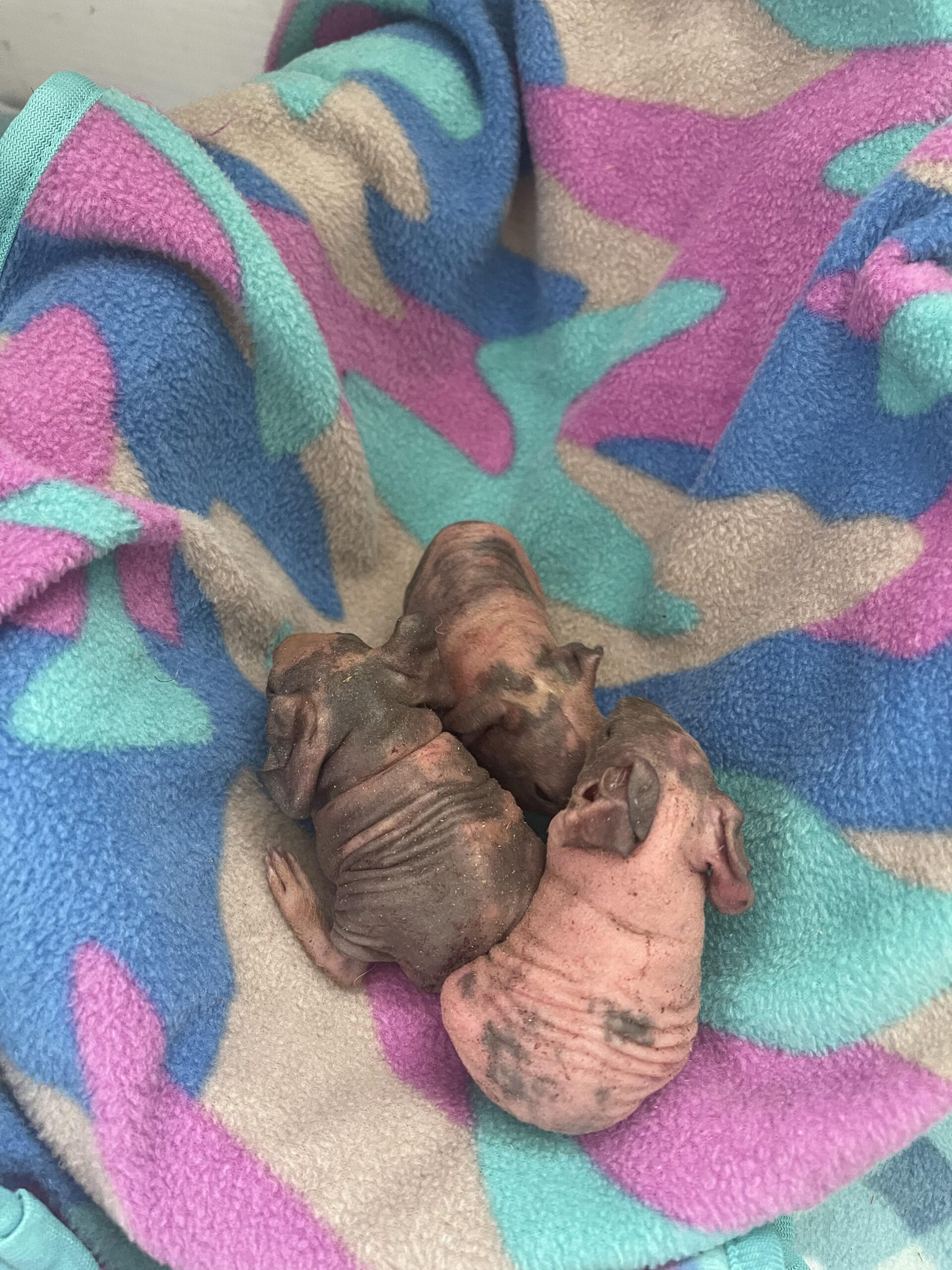 Essential Guide to Raising a Baby Skinny Pig in 2025: Tips for Success