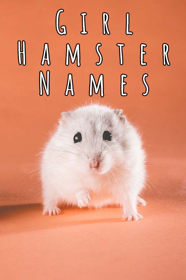 Top 7 Girl Hamster Names to Make Your Pet Stand Out in 2025