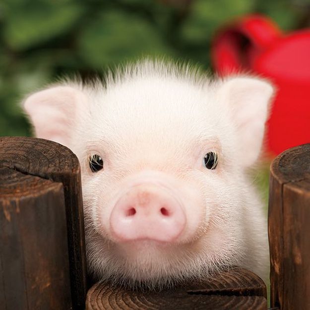 Best 5 Cute Baby Pig Facts That Will Make You Smile in 2025!