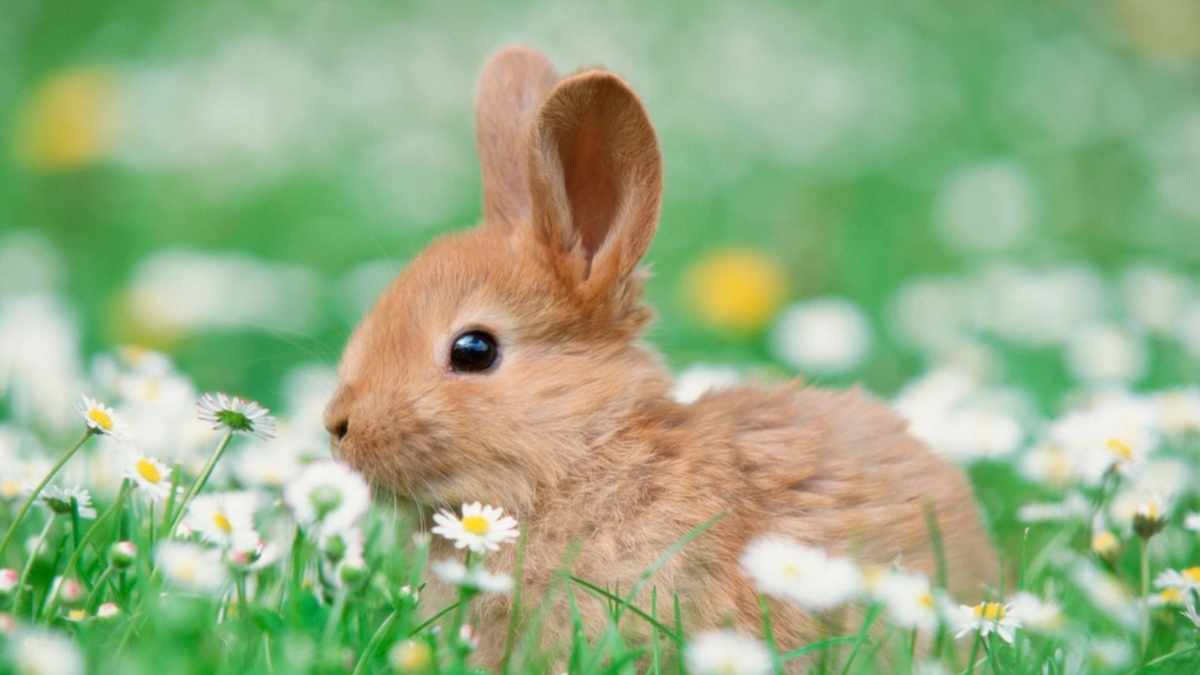 Smart Ways to Discover Real Cute Bunny Ideas for 2025 Pet Owners