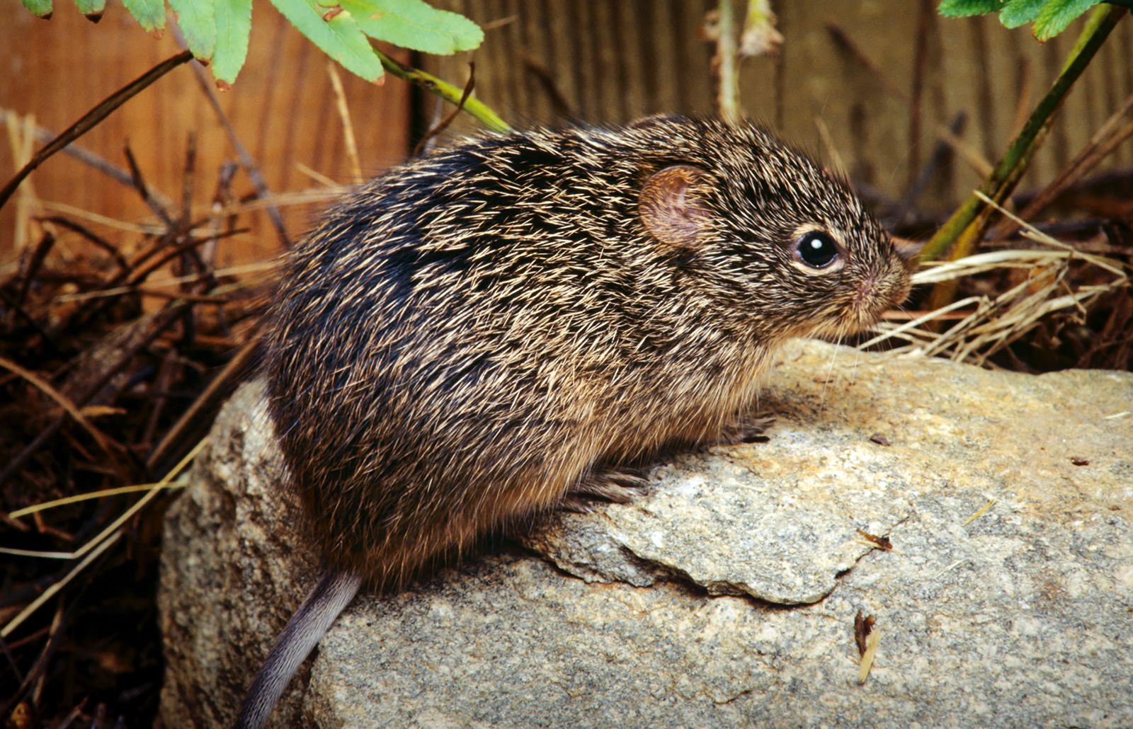 Smart Guide to Gerbil vs Guinea Pig: Key Differences for 2025 Pet Owners