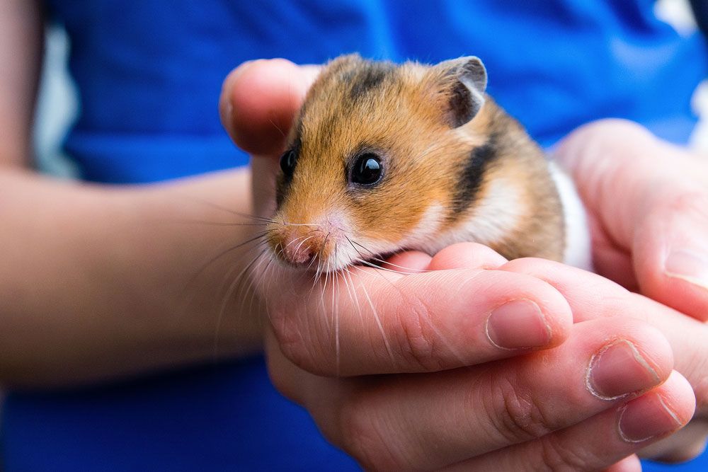 Gerbil vs Guinea Pig