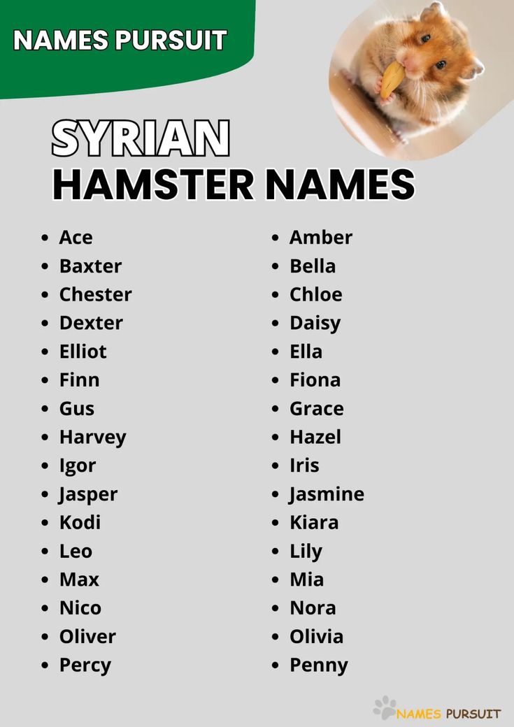 Cute Hamster Names