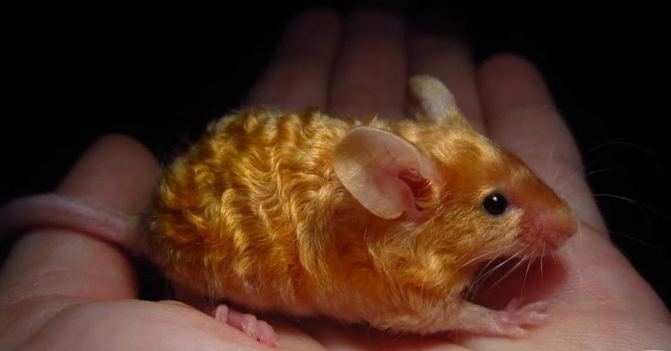 Top 5 Smart Solutions for Caring for Curly Haired Mice in 2025