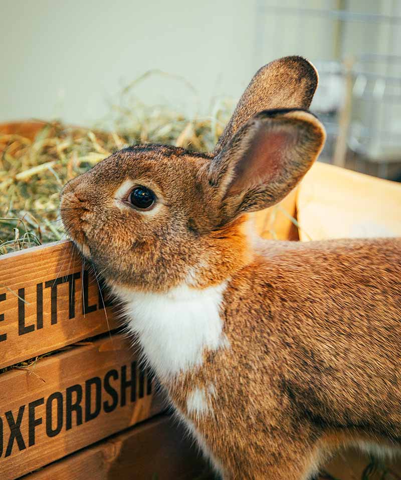 Baby Rabbit Nutrition