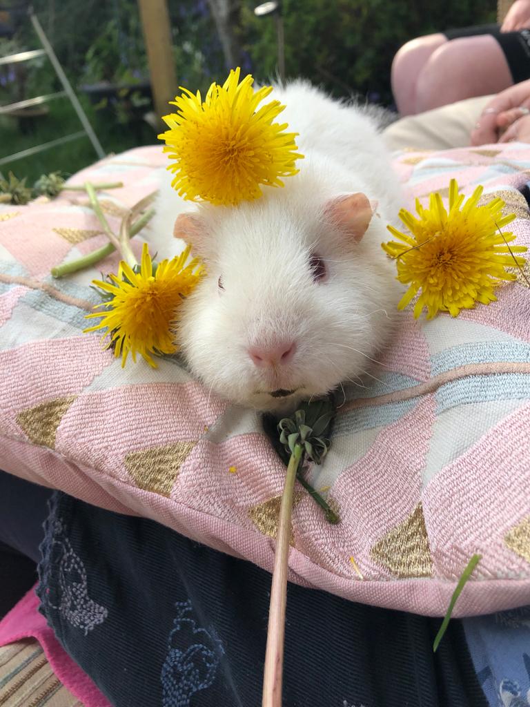 White guinea pig