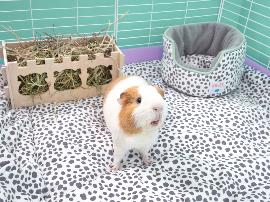 Effective Ways to Choose the Best Bedding for Guinea Pigs in 2025