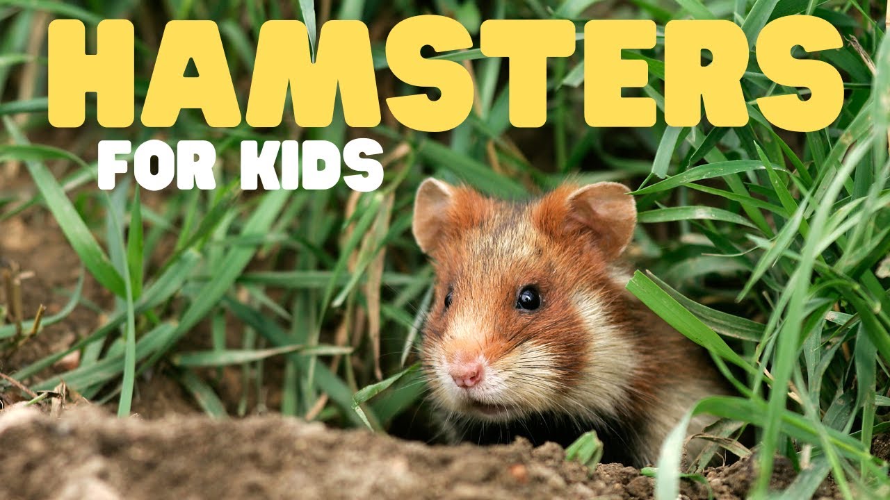 Essential Guide to Fun Facts About Hamsters: Discover Their Unique Behaviors in 2025!