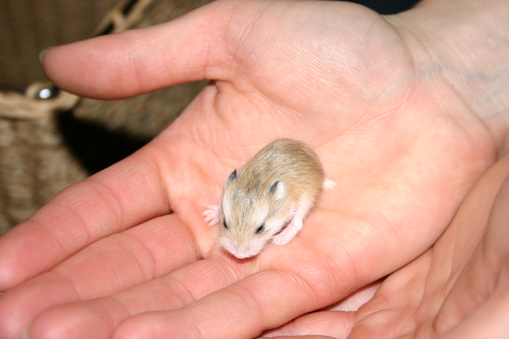 Essential Guide to Caring for Baby Dwarf Hamsters in 2025: Learn How to Optimize Their Habitat and Diet