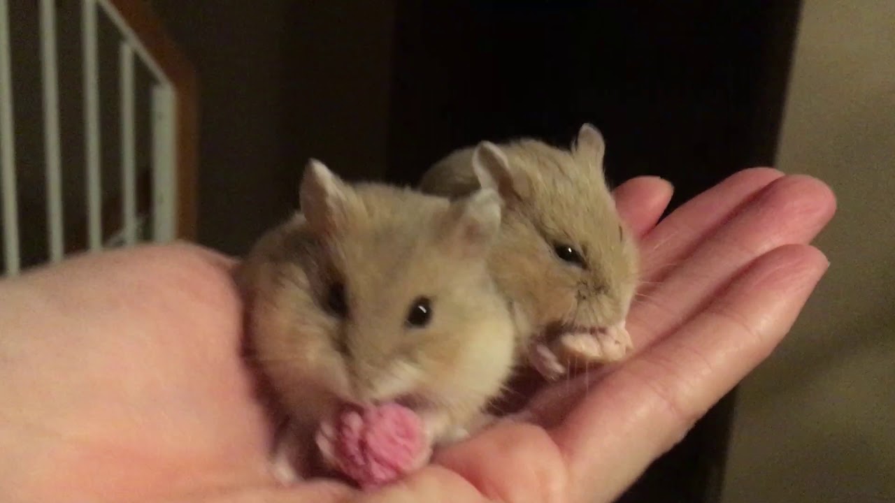 Cute Baby Dwarf Hamster