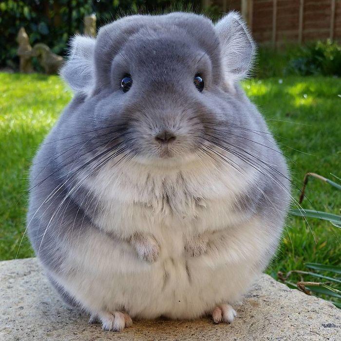 Top 5 Pictures of Chinchillas to Explore Their Cuteness in 2025