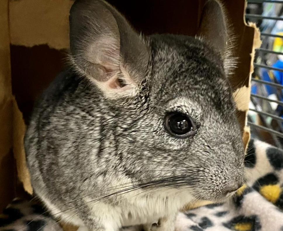 Cute baby chinchilla