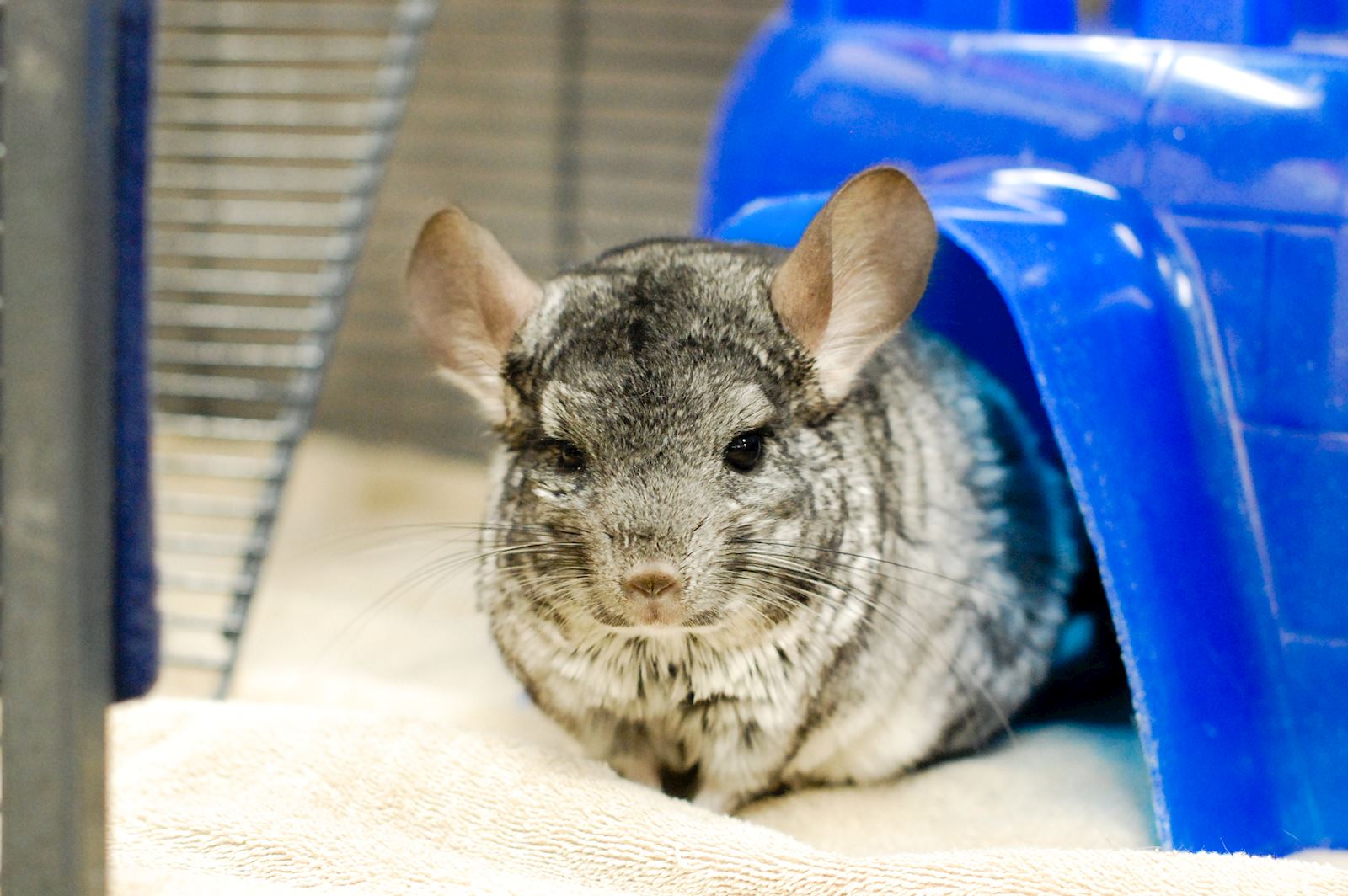 Chinchillas cuddling