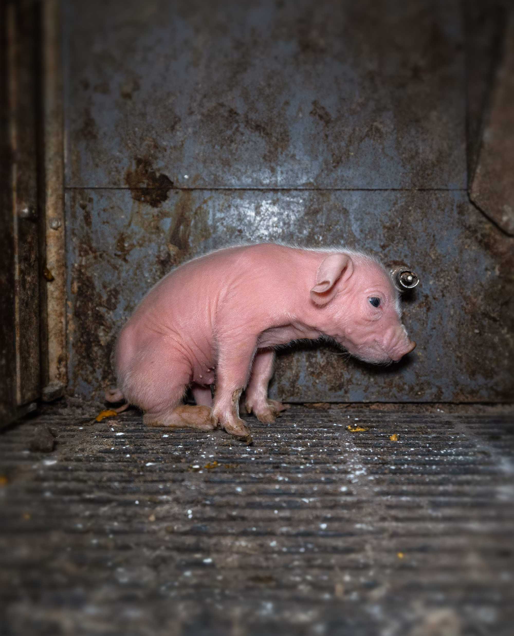 Adorable baby pig