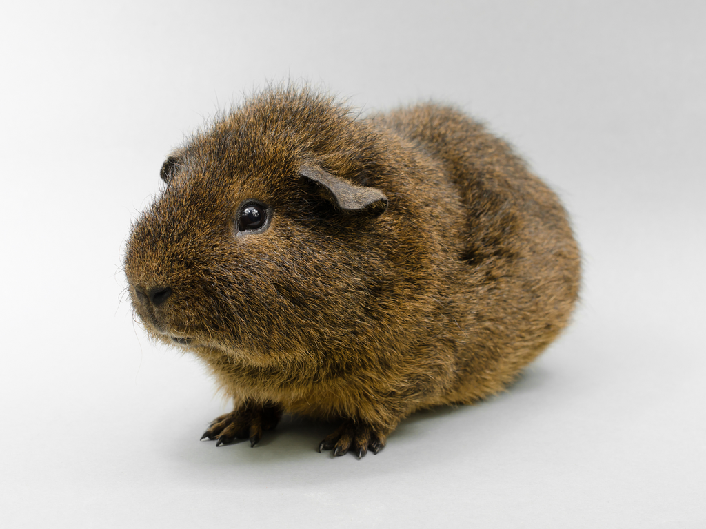 Effective Ways to Care for Your Brown Guinea Pig in 2025: Expert Tips Inside