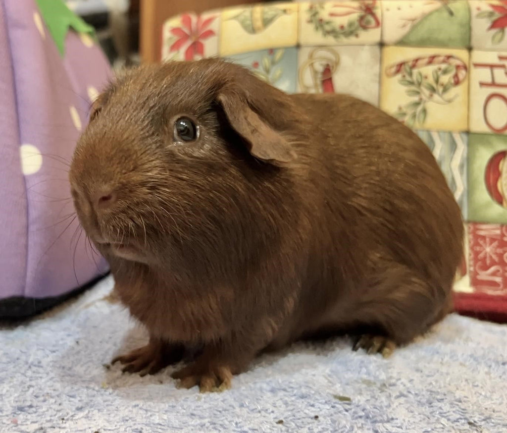 Brown Guinea Pig