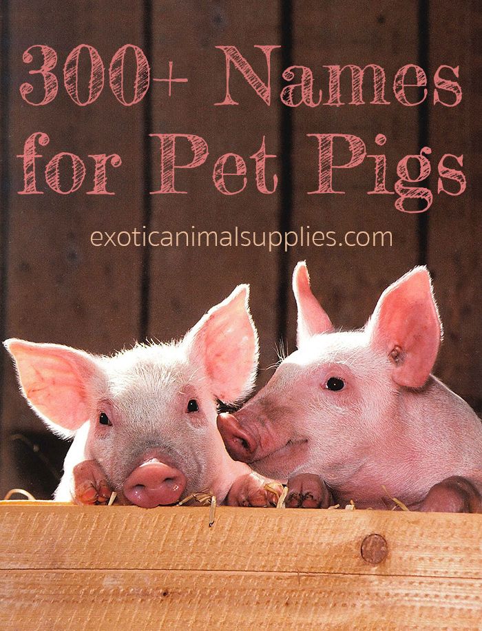 Cute girl pig names