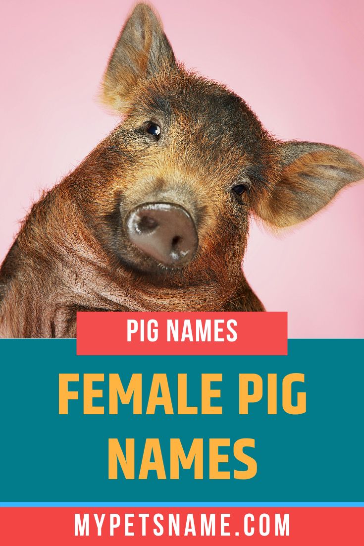 Adorable female pig names