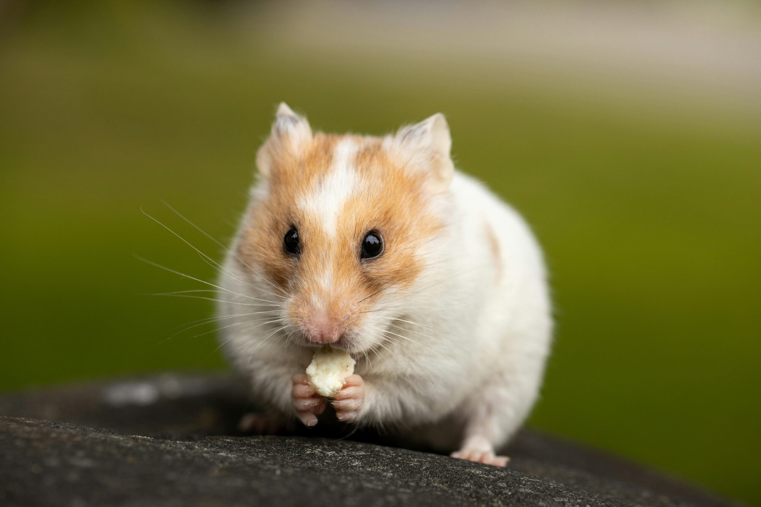 Discover the 5 Smart Ways to Care for Your Roborovski Dwarf Hamster in 2025