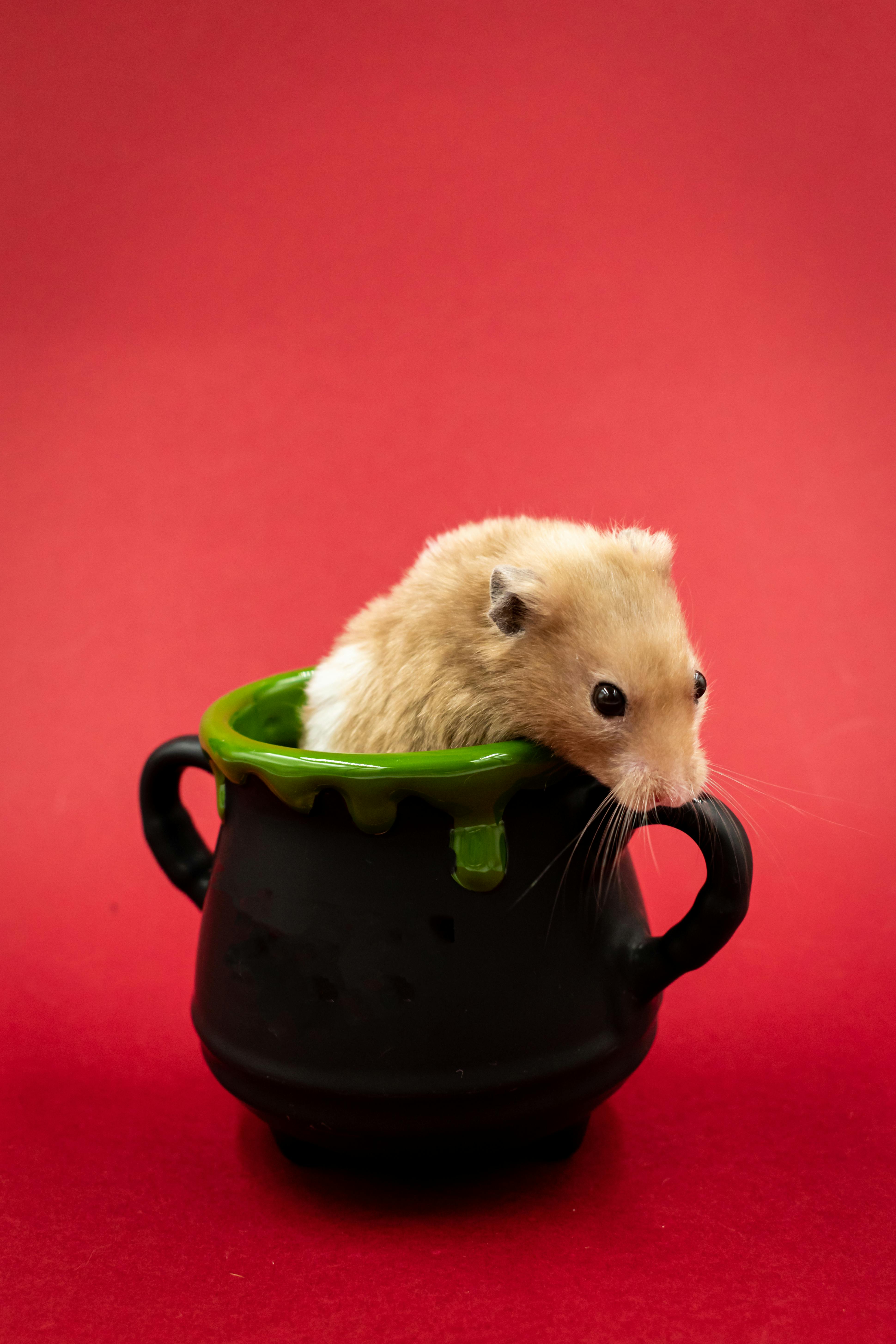 Roborovski Dwarf Hamster