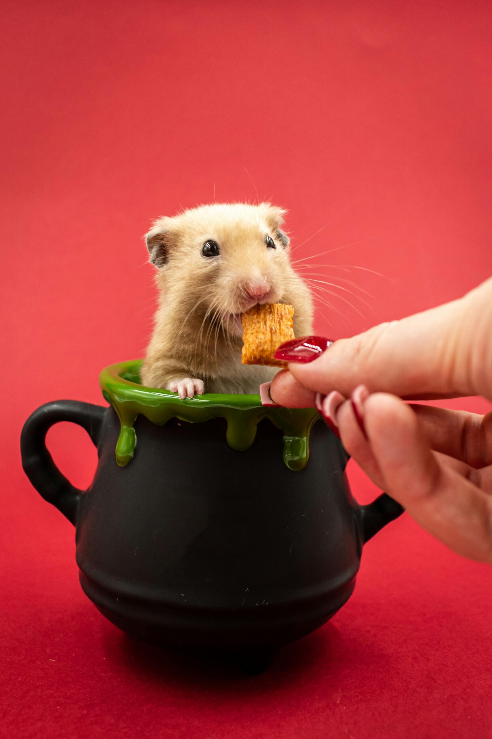 Effective Ways to Understand Hamster Life Span and Improve Their Care in 2025