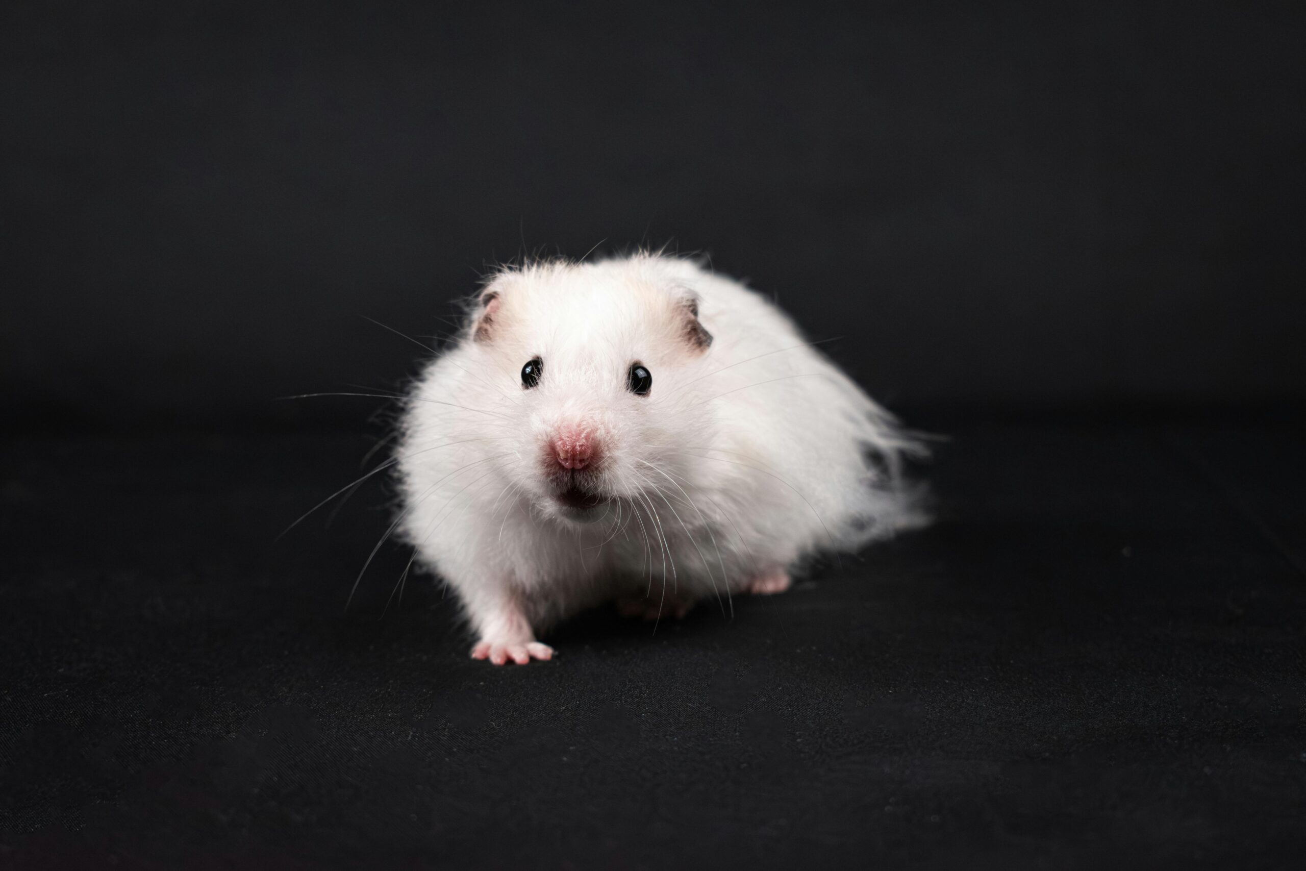 Effective Ways to Understand Syrian Hamster Characteristics for Owners in 2025