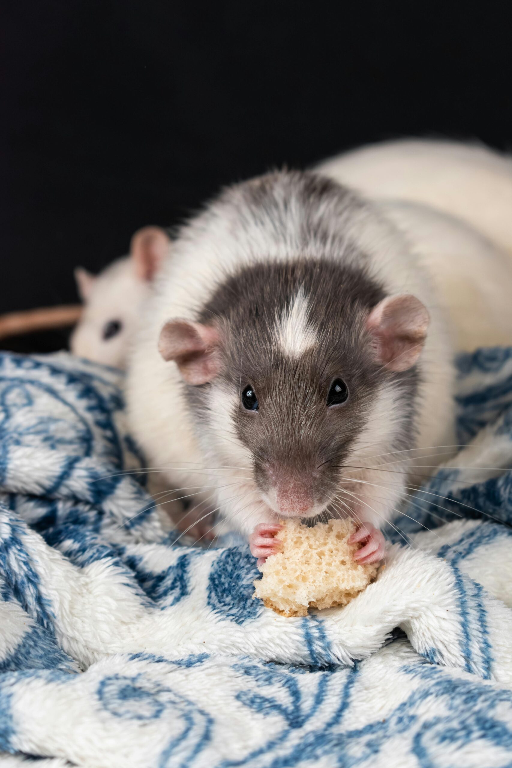 Top 5 Smart Options for Buying Rats for Sale in 2025: Discover Your Perfect Pet!