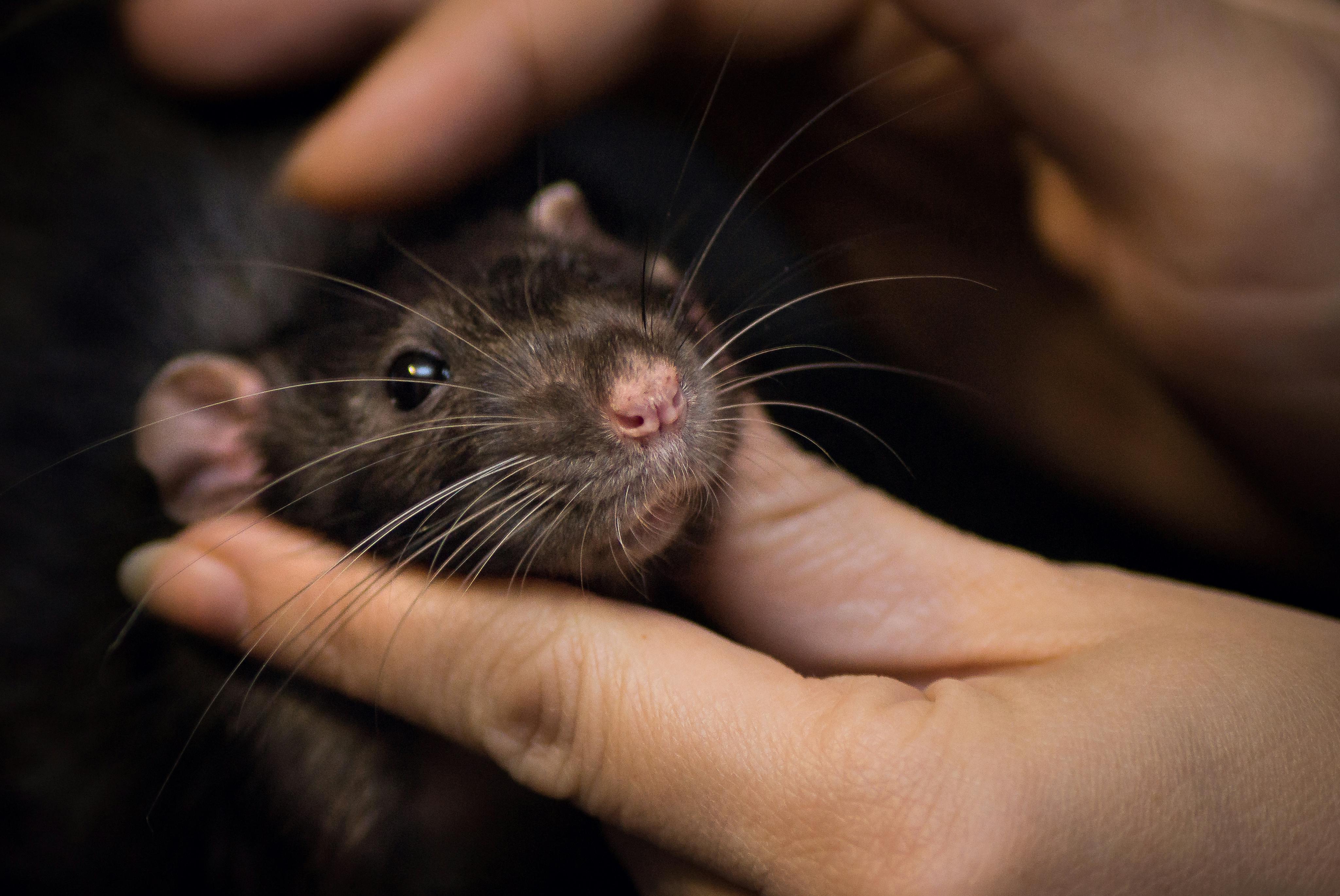 Caring for Pet Rats