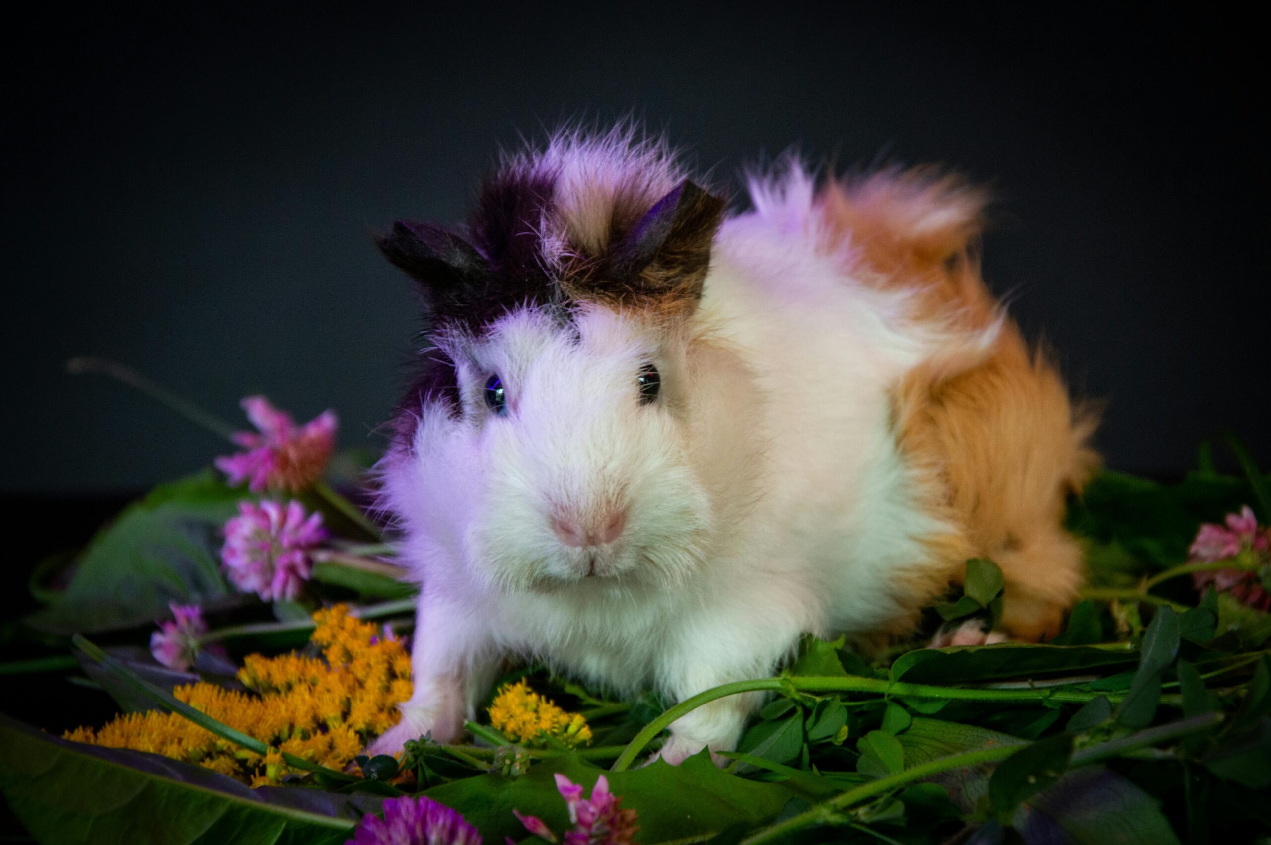 Find Out the Best Guinea Pigs Near Me: Your Essential Guide for 2025