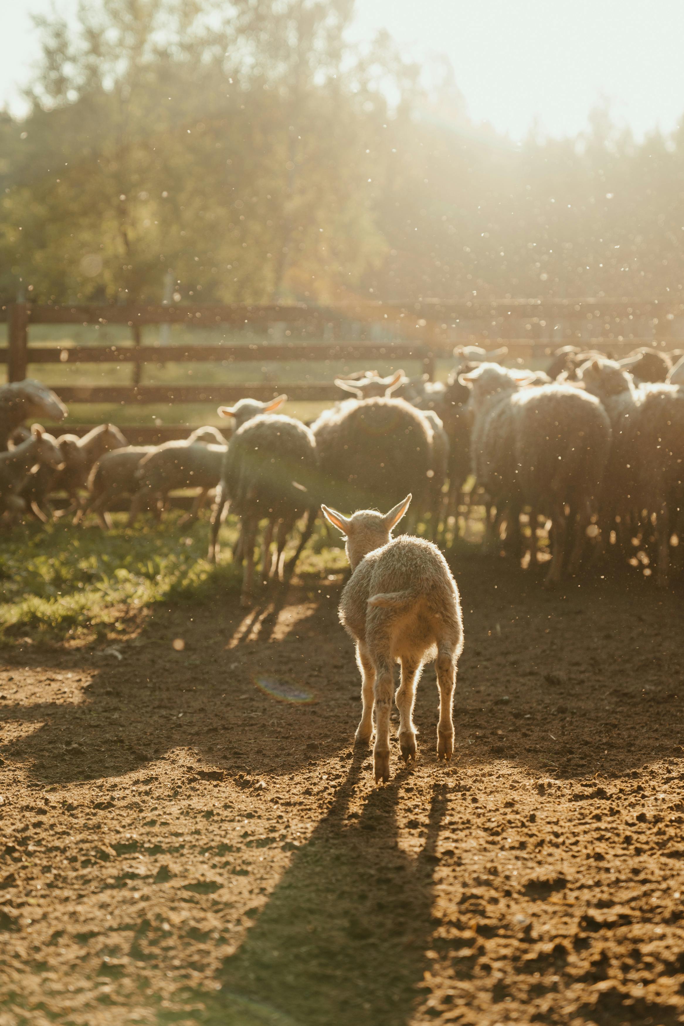 Healthy Livestock for Sale