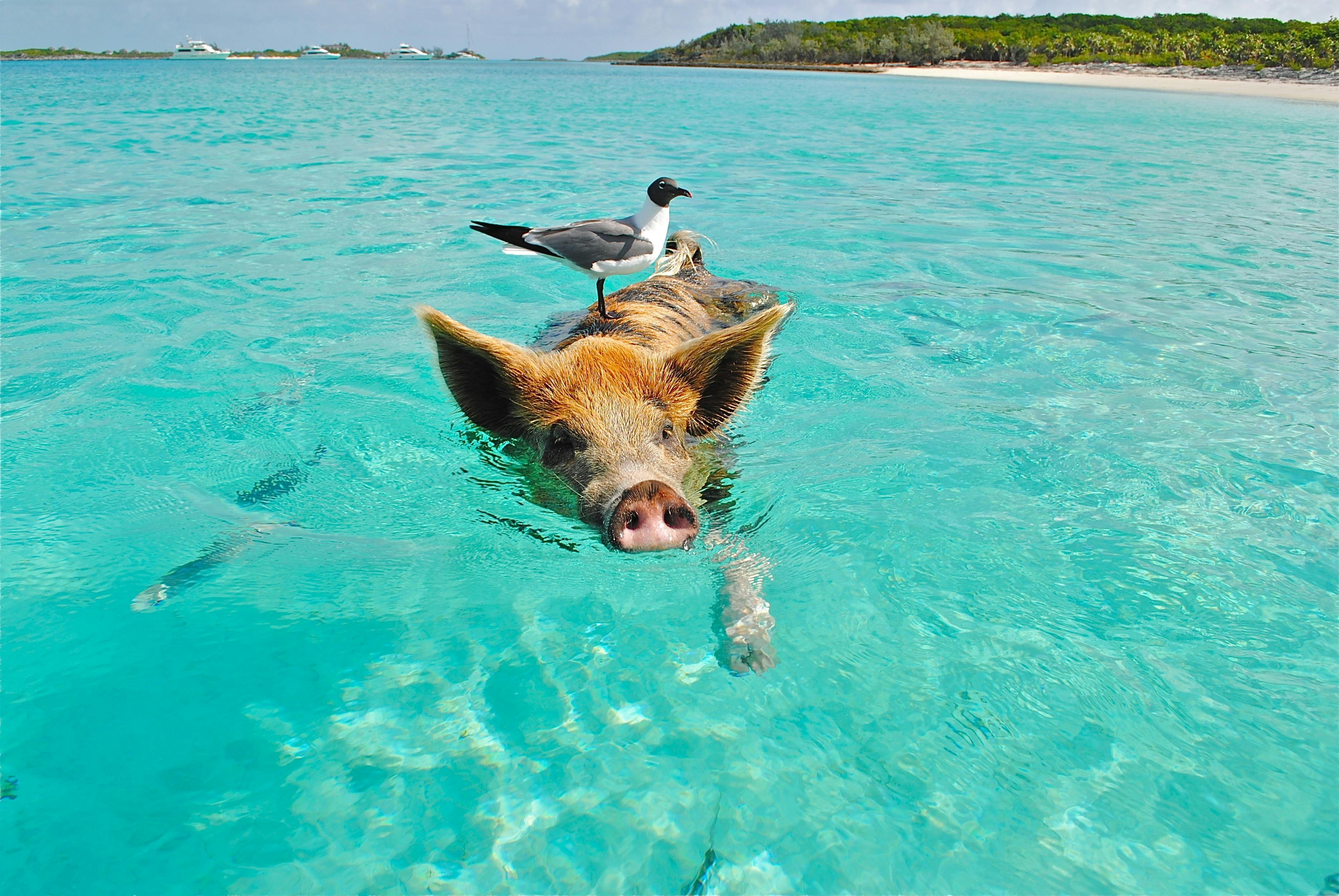 Mini pig with owner