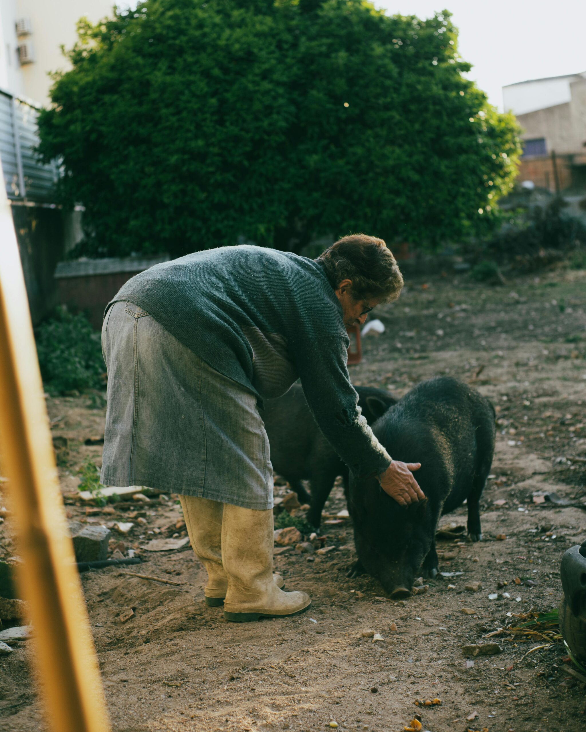 Effective Ways to Care for a Female Guinea Pig: Essential Tips for 2025