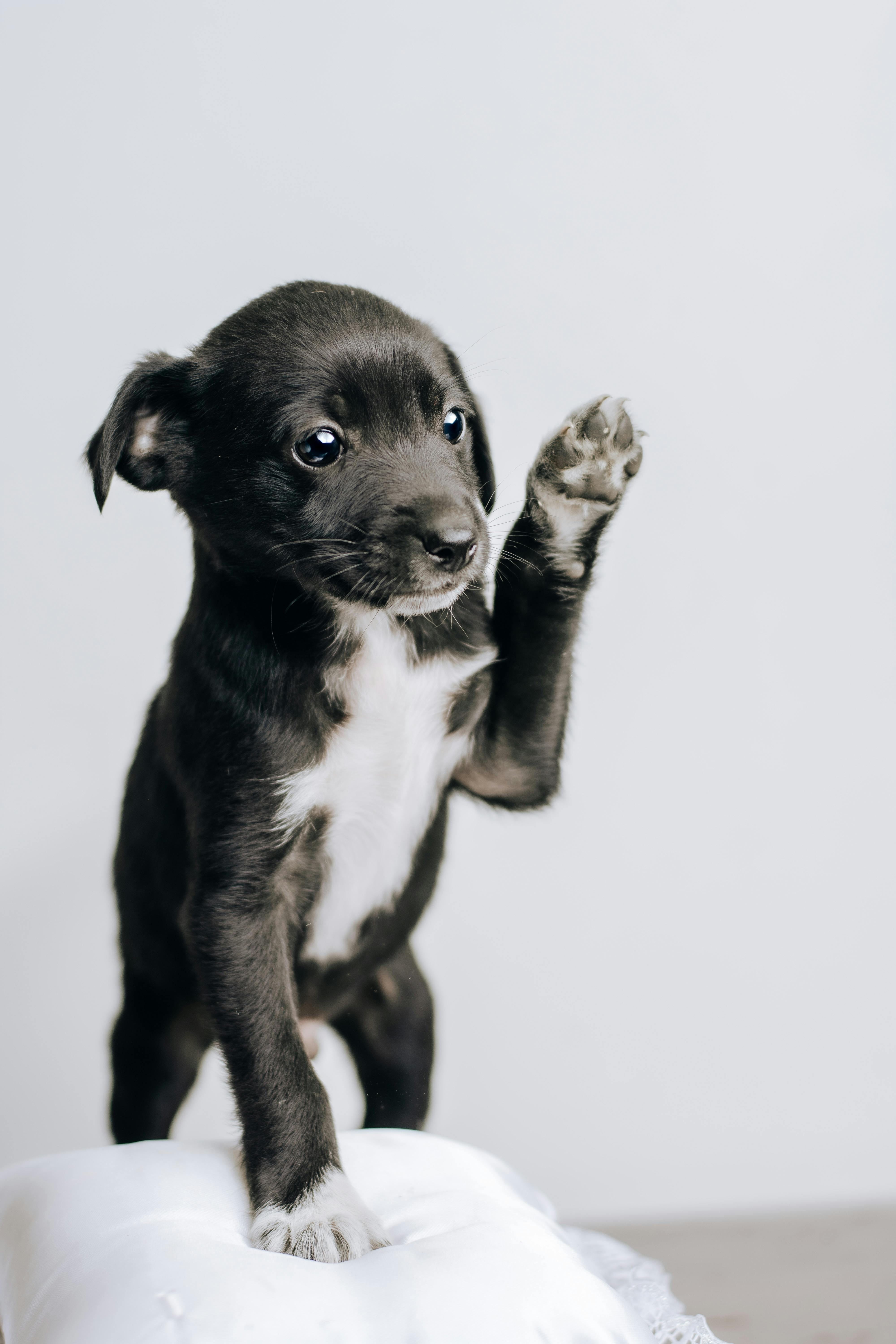 Adoption puppies in OKC