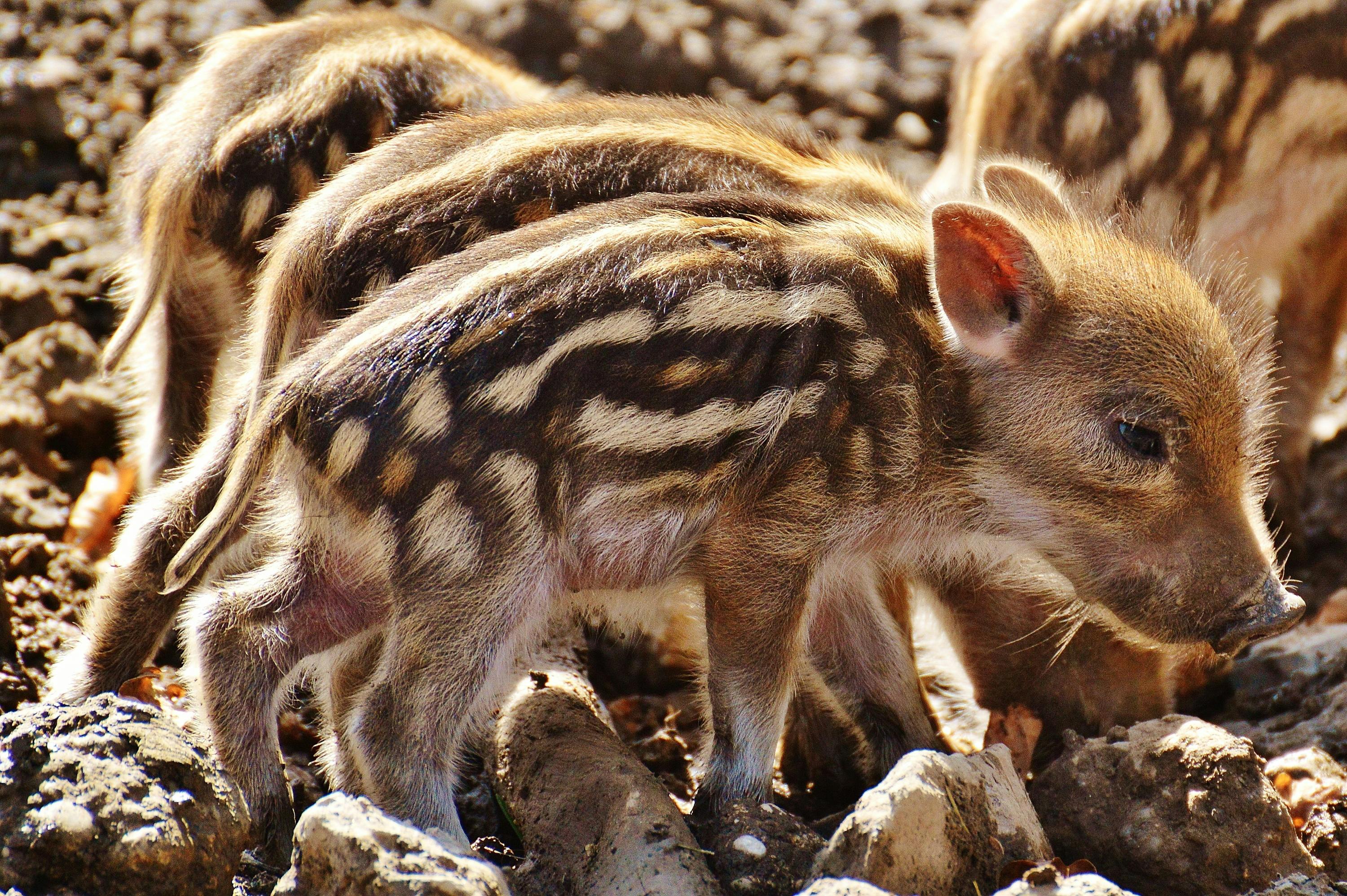 Cute Piglets for Sale