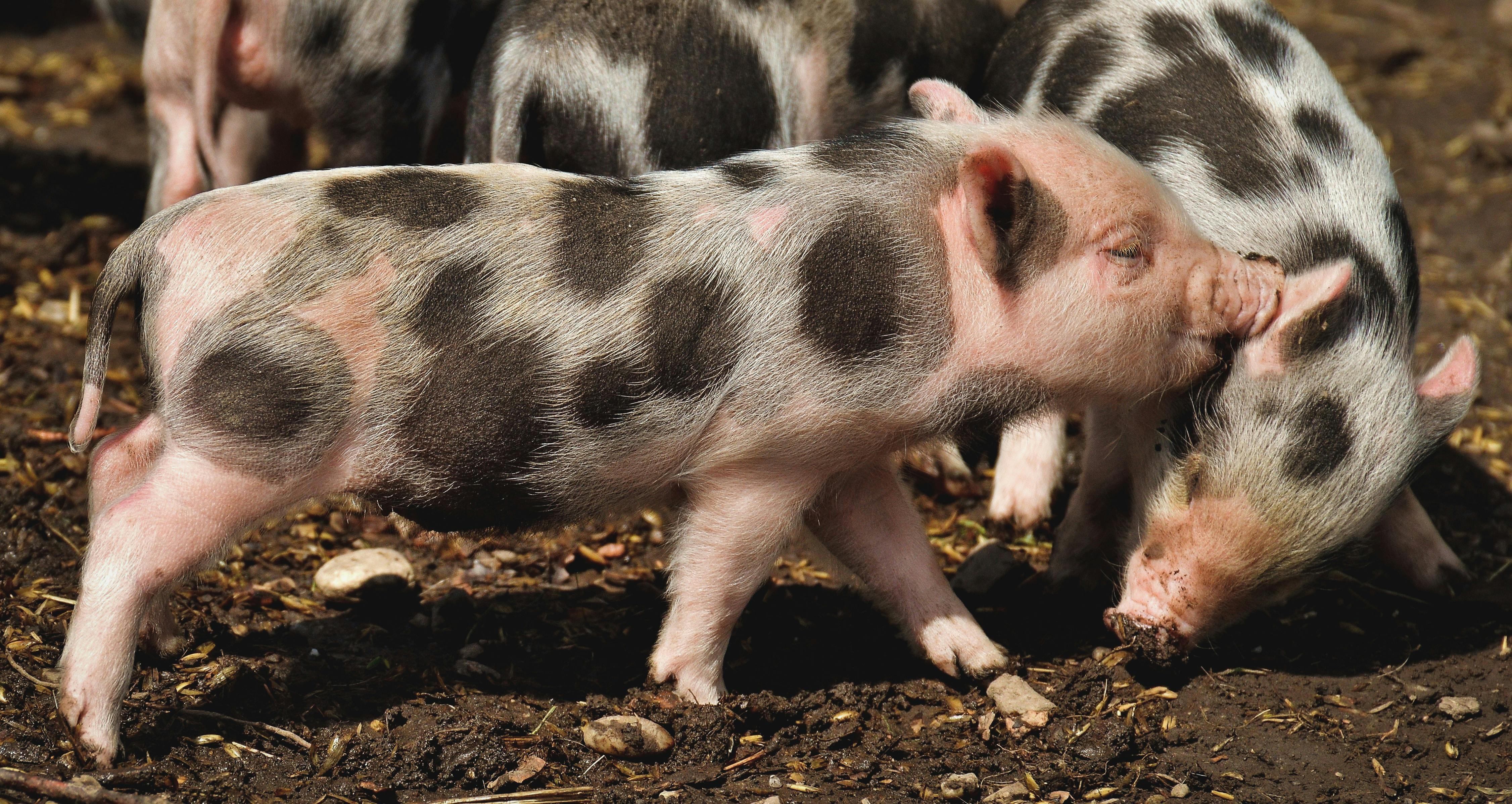 Healthy Piglets for Sale