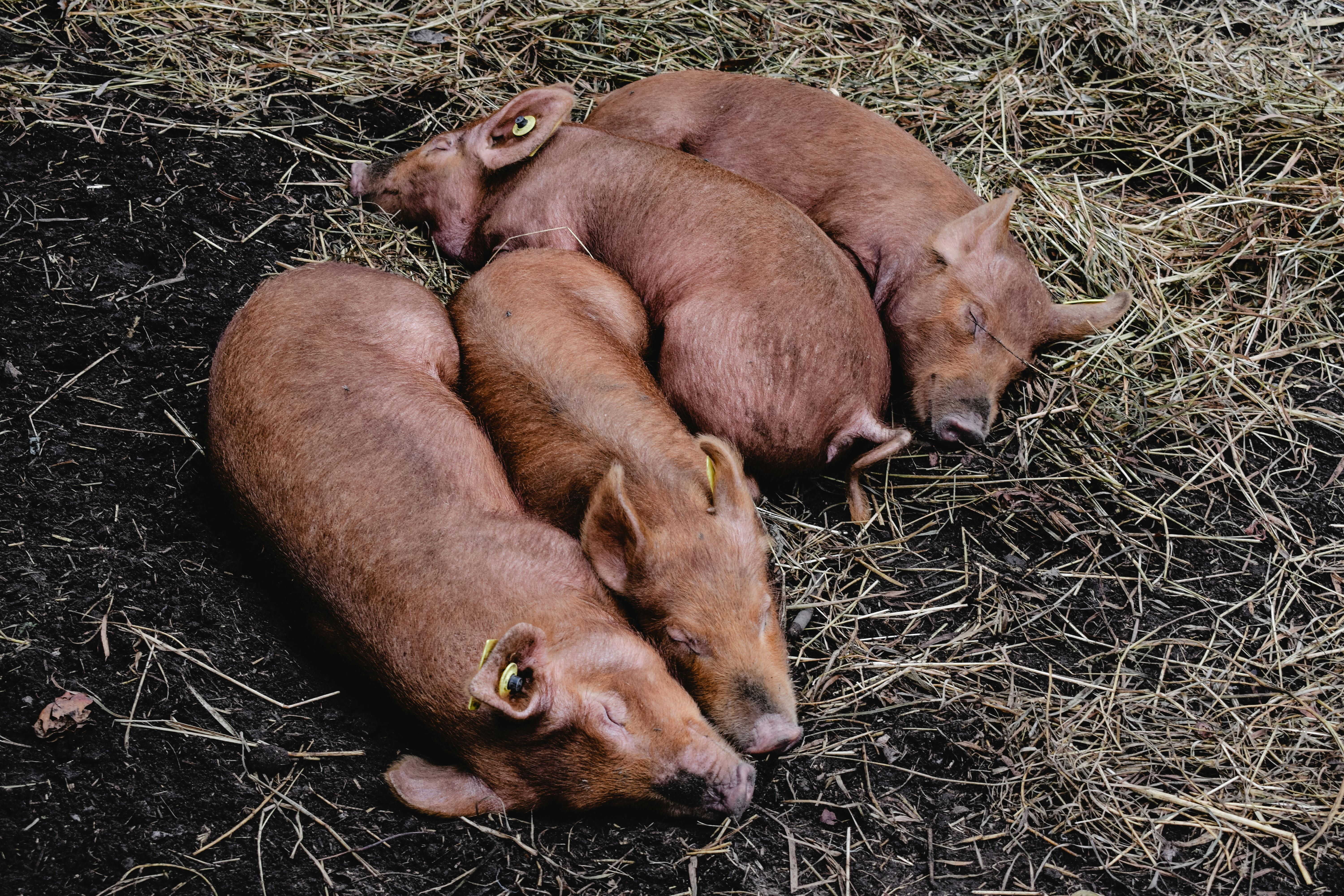 Pigs at a Farm