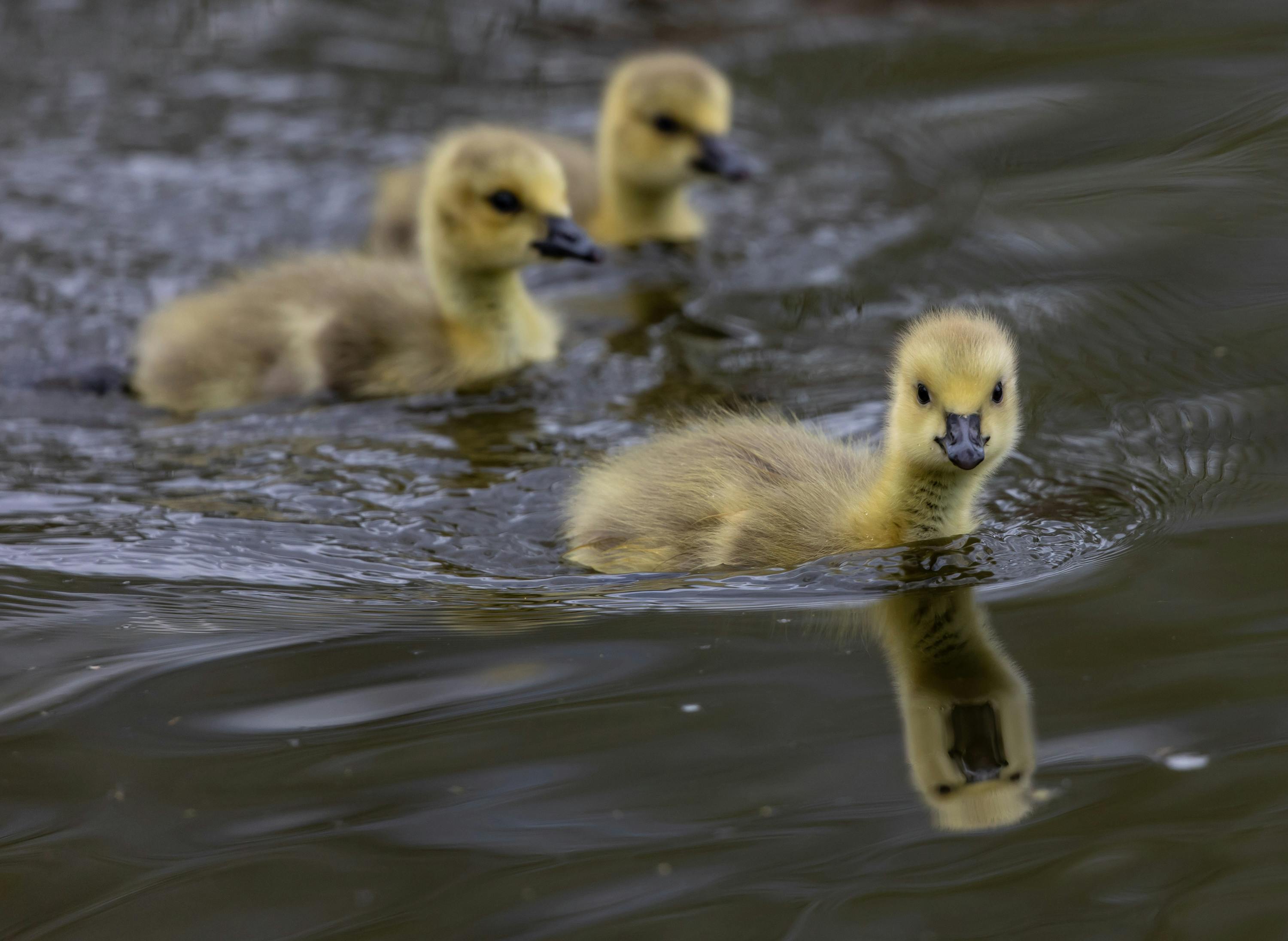 Cute Baby Creatures